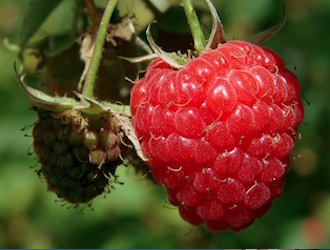 vertus-de-framboise-respberries-biorosan